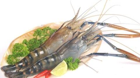 Tôm càng xanh - Vị thuốc quý trong đông y