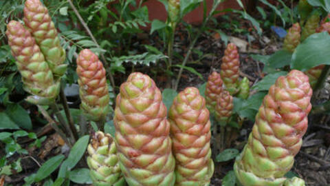 Bạn có biết 10 công dụng tuyệt vời của ngải xanh?