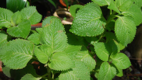 Rau tần - vị thuốc hay chữa bệnh hô hấp