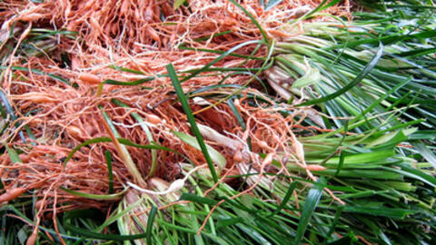 Mạch môn: vị thuốc hay chữa bệnh tốt