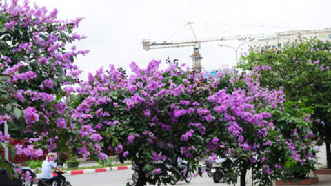 "Thần dược" từ cây bằng lăng