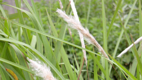 Rễ cỏ tranh điều trị bệnh sỏi thận