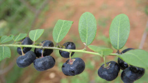 Cây mực – phèn đen vị thuốc điều trị suy thận