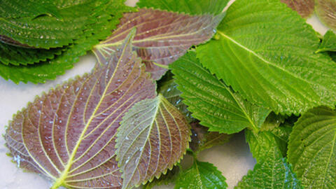 Giải độc từ lá tía tô với gừng 