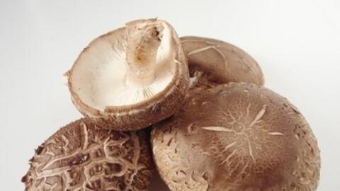 Vị thuốc hay từ nấm hương