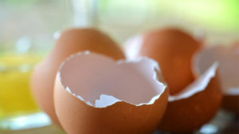 Vỏ trứng cũng có thể chữa bệnh?