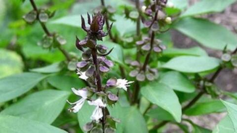 Công dụng chữa bệnh hay của húng quế