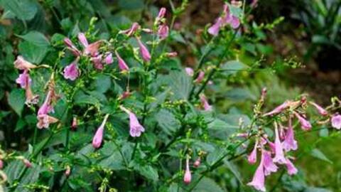 Cây chàm mèo - vị thuốc quý ai cũng dùng được