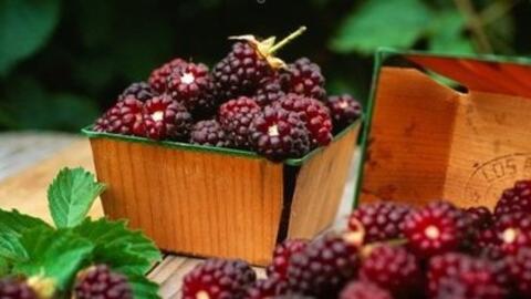 Quả dâu ta chữa mất ngủ, khó tiêu rất hiệu quả