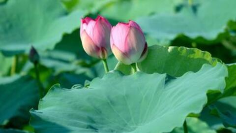 Giảm cân với công thức làm lá trà sen hay