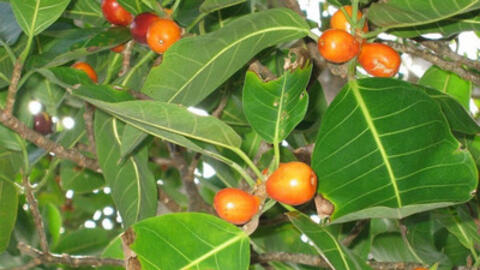 Cây đa lông với tác dụng chữa ho, vàng da