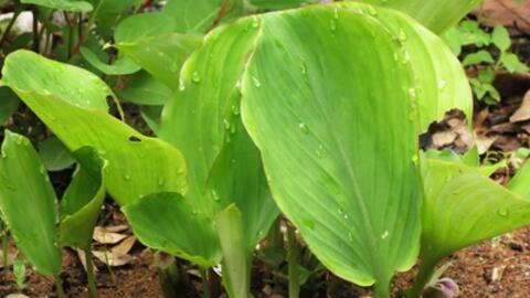 Bài thuốc quý từ cây địa liền - vị thuốc dân gian