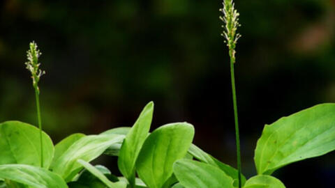 Mã đề nước có công dụng chữa chứng ù tai chóng mặt do thiếu máu