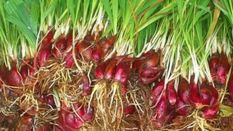 Cách cầm máu vết thương từ một số loại cây thiên nhiên