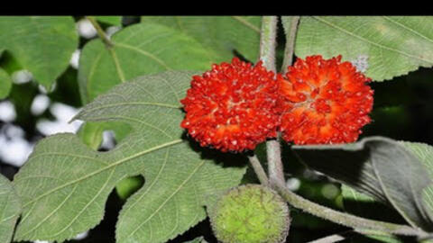 Cây rau ráng - vị thuốc trị bệnh cảm cúm