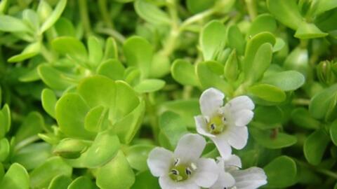 Căng thẳng mệt mỏi uống ngay những loại cây này