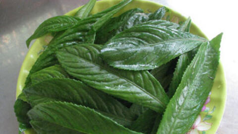 Bài thuốc lá xương sông trị ho tiêu đờm