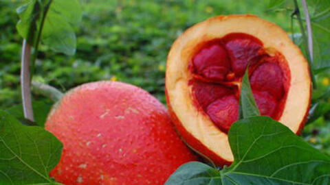 Thuốc quý từ hạt gấc