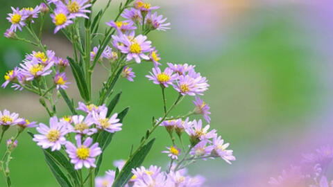 Tham khảo bài thuốc quý từ cây từ uyển chữa lao phổi