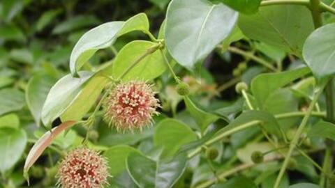 Những bài thuốc hay từ cây câu đằng