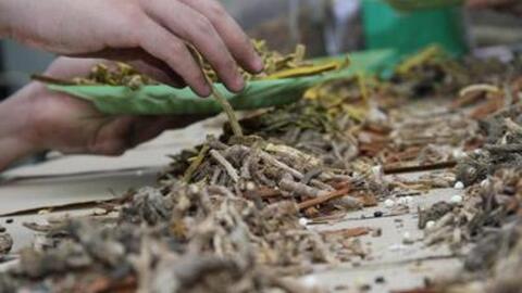 Bài thuốc cổ truyền điều trị bệnh tiểu đường