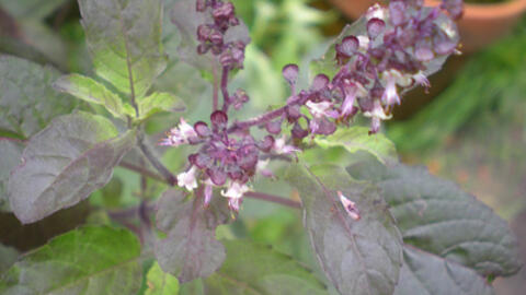 Hương nhu tía và bài thuốc giải cảm cho mọi người