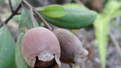 Cây Sim - vị thuốc bổ huyết, chống lão hóa