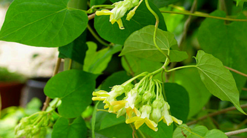 Món ăn bài thuốc từ hoa thiên lý giúp trị vô sinh ở nam giới