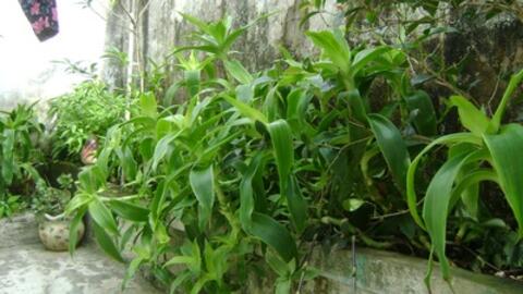 Tác dụng bất ngờ từ bài thuốc cây lược vàng