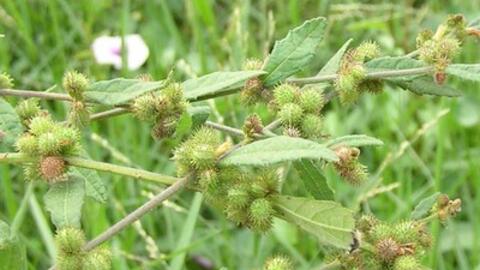 Ké đầu ngựa và một số bài thuốc chữa bệnh hay