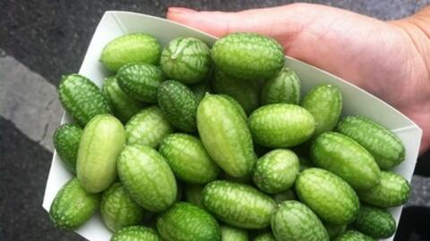 Những loại cây hỗ trợ điều trị ung thư ruột già