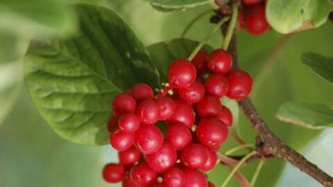 Ngũ vị tử - Vị thuốc hay trị chứng phế hư