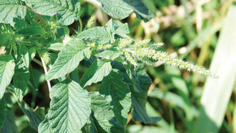 Công dụng chữa bệnh tuyệt vời từ cây dền gai