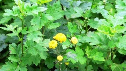 Bài thuốc Đông y chữa bệnh đường hô hấp từ cúc tần