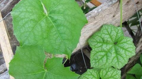 Mướp hương cho tác dụng chữa bệnh triệt để