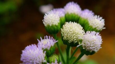 Bài thuốc chữa viêm mũi dị ứng từ cây thiên nhiên