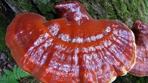 Nấm lim xanh hỗ trợ điều trị và ngăn ngừa ung thư hiệu quả