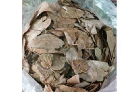 Dâm Dương Hoắc