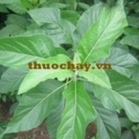 Cây mật gấu
