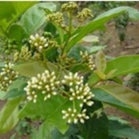 Xạ đen