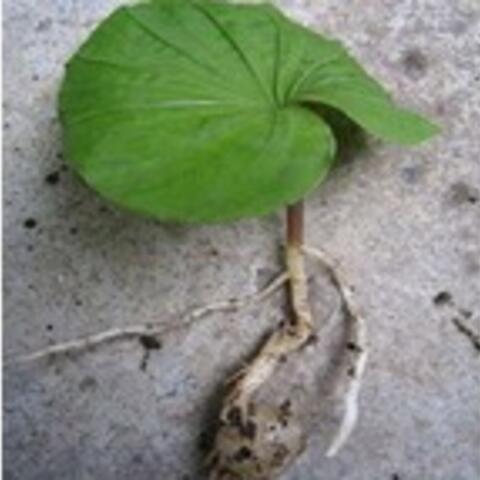 Cây một lá