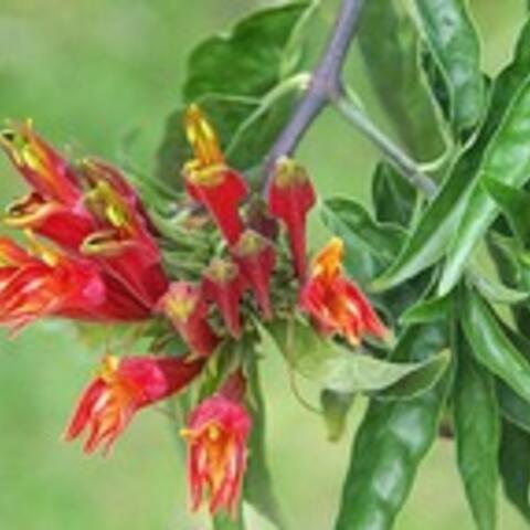Cây mảnh cộng