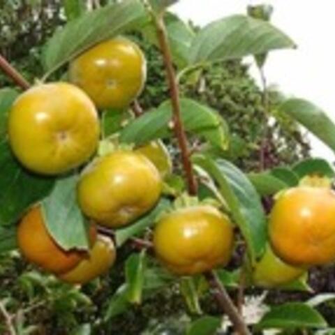 Cây hồng rừng
